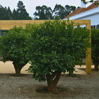 &copy; Landscape Group ★★★★★ (54)